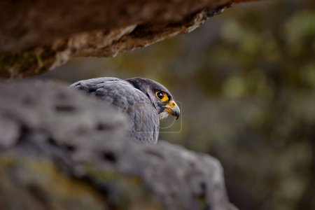 Téléchargez les photos : Faucon pèlerin assis sur le rocher avec oiseau capturé. Oiseau de proie assis sur la pierre avec forêt en arrière-plan. Scène animalière de la nature. - en image libre de droit