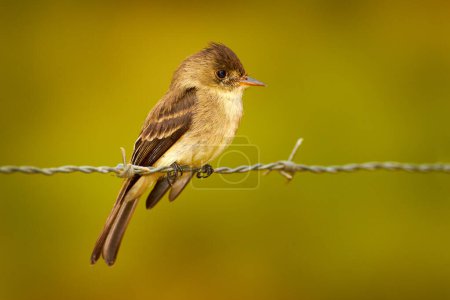 Pioui tropical du nord, Contopus bogotensis, petit oiseau sauvage assis sur la clôture en fil de fer barbelé dans la nature. Moucherolle dans la nature, réserve de Cano Negro au Costa Rica. Observation des oiseaux en Amérique.