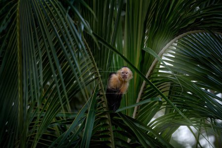 Costa Rica faune. Capucin à tête blanche, Cebus capucinus, singes noirs assis sur la branche de palmier dans la forêt tropicale sombre, animaux dans l'habitat naturel, faune sauvage du Costa Rica. Singe.