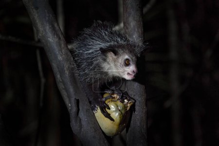 Photo for Aye-aye, Daubentonia madagascariensis, night animal in Madagascar. Aye-aye nocturnal lemur monkey in the nature habitat, coast forest in Madagascar, widllife nature. Rare endemic - Royalty Free Image