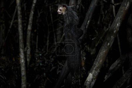 Photo for Aye-aye, Daubentonia madagascariensis, night animal in Madagascar. Rare endemic monkey lemur. Aye-aye nocturnal lemur monkey in the nature habitat, coast forest in Madagascar, widllife nature. - Royalty Free Image