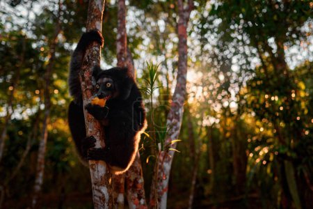 Tierwelt Madagaskar, indri Affenporträt, Madagaskar endemisch. Lemur in der Natur Vegetation. Sifaka auf dem Baum, sonniger Abend. Affe mit gelbem Auge. Natur Waldbaumlebensraum.