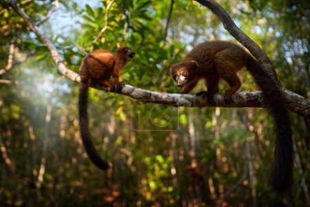 Photo for Wildlife Madagascar. Eulemur rubriventer, Red-bellied lemur, Akanin ny nofy, Madagascar. Small brown monkey in the nature habitat, wide angle lens with forest habitat. - Royalty Free Image