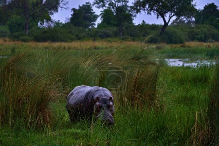 Téléchargez les photos : Hippopotame dans un habitat d'herbe verte longue. Hippopotame d'Afrique, Hippopotame amphibie capensis, avec soleil du soir, animal dans l'habitat naturel de l'eau, Khwai, Moremi au Botswana, Afrique. Scène animalière de la nature. - en image libre de droit