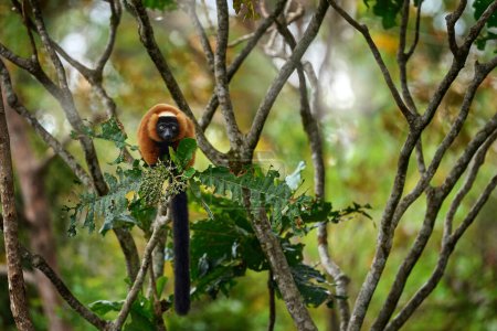 Photo for Madagascar wildlife. Red ruffed lemur, Varecia rubra, Park National Andasibe - Mantadia in Madagascar. Red brown monkey on the tree, nature habitat in the green forest. Lemur in vegetation, endemic. - Royalty Free Image