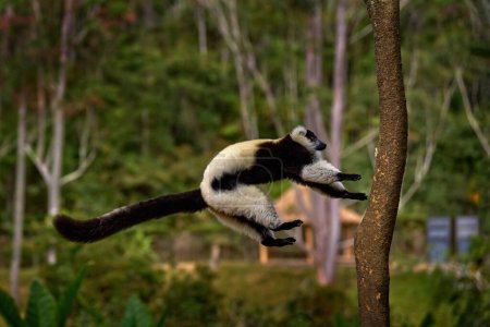 Foto de Lemur - detalle de la cabeza de la cara de cerca con el ojo amarillo. Lémur rufo blanco y negro, Varecia variegata, especie en peligro de extinción endémica de la isla de Madagascar. Mamífero mono de Andasibe-Mantadia NP. - Imagen libre de derechos