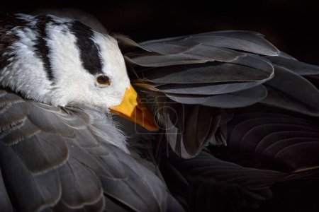 Ganso cabeza de barra, Anser indicus, pájaro negro blanco gris en el hábitat natural. Detalle de primer plano retrato de pato salvaje, India. Asia Wildlife. Ganso cabeza de bar cerca del agua oscura del río.
