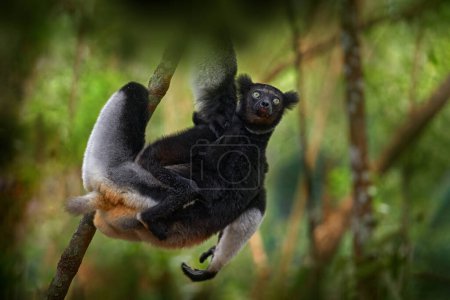 Sifaka mit jungen Babe auf dem Baum, sonniger Abend. Affe mit gelbem Auge. Lebensraum Wald. Tierwelt Madagaskar, indri Affenporträt, Madagaskar endemisch. Lemur in der Natur Vegetation. 