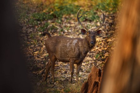 Sambar, Rusa unicolor, in the nature habitat, Kabini Nagarhole NP, India. Wild deer in the grass, nature wildlife. Sambar, animla native to the India in Asia