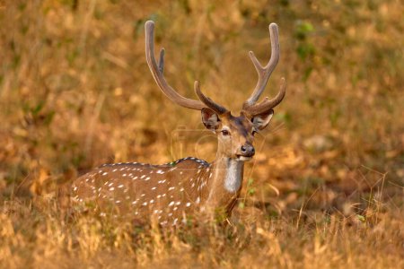 Axis spotted deer  in the forest. Deers in the nature habitt, Kabini Nagarhole NP in India. Herd of animal near the water pond. Nature wildlife.                               