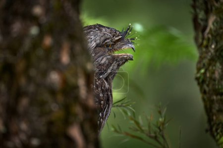 Tawny frogmouth, Podargus strigoides, frogmouth bird native to the Australian mainland and Tasmania. Cute curious owl like bird sitting on the stone in the forest, Australia wildlife. Potoo in dark.