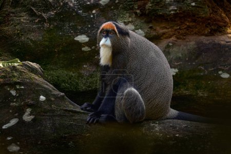 De Brazzas Affe Cercopithecus neglectus, seltenes Tier in der Natur, Kongo in Afrika. Tiere im Felsenwald, Wildtiere in der Natur. Alter Mann mit großem Geldbeutel.