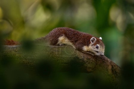 Prevost's squirrel or Asian tri-coloured squirrel, Callosciurus prevostii, animal in the nature habiat. Small brown mammal in the tropic forest, Malaysia in Asia. Nature wildlife.