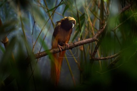 Raggiana bird-of-paradise, Paradisaea raggiana, bird in the nature habitat. Rare animal from Papua New Guinea. Count Raggi's bird-of-paradise in the forest vegetation, nature wildlife