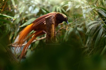 Raggiana bird-of-paradise, Paradisaea raggiana, bird in the nature habitat. Rare animal from Papua New Guinea. Count Raggi's bird-of-paradise in the forest vegetation, nature wildlife