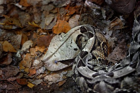 Östliche Diamant-Klapperschlange, Crotalus adamanteus Grubenviper, die im Südosten der Vereinigten Staaten heimisch ist. Finden Sie die Schlange in Herbstblättern im Wald. Viper Porträt in der Natur Lebensraum, Tierwelt.