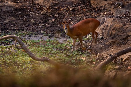 Munjak rojo, Muntiacus muntjak, pequeño ciervo salvaje cerca del estanque de agua verde en el bosque, Kabini Nagarhole NP, India en Asia. Munjak rojo en el hábitat natural, vida silvestre. Animales en el bosque, India