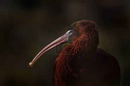 Brillante ibis, Plegadis falcinellus, primer plano detalle retrato de aves acuáticas en el hábitat del bosque natural. Ibis brillante, con pico largo, España fauna.