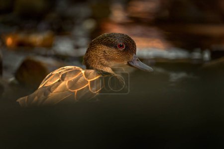 Sunda teal, Anas gibberifrons, water bird from Java in Indonesia. Duck from Asia. Bird hidden near the river water. Portrait in the nature, sunda teal. 