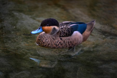 Anas hottentota, Hottentot teal, bird in lake water. Wildlife scene from nature. Duck in the lake, spring grass. Hottentot teal from South Africa.