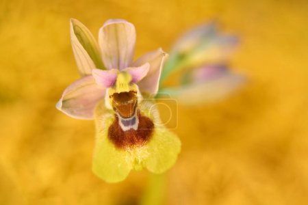 Ophrys tenthredinifera, Sawfly Orchidee, Sizilien, Italien. Blühende europäische terrestrische wilde Orchidee, natürlicher Lebensraum. Schönes Detail der Blüte, Frühlingssonnenuntergang aus Europa. Wilde Blume auf der grünen Wiese.