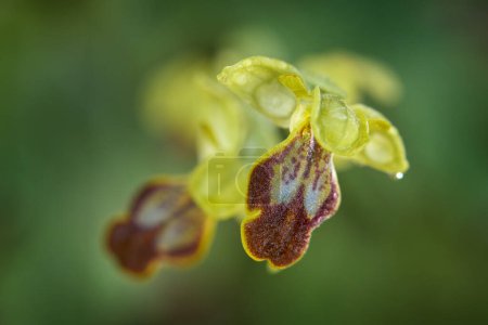 Ophrys fusca, sombría orquídea de abejas, Sicilia, Italia. Flor orquídea silvestre terrestre europea, hábitat natural. Hermoso detalle de floración, puesta de sol de primavera de Europa. Flor silvestre en prado verde.