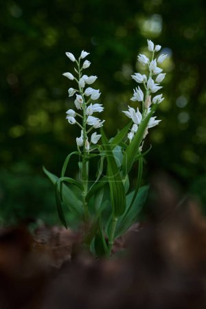 Cephalanthera longifolia, Sword-leaved Helleborine, white orchid in the dark forest, Bile Karpaty, Czech Republic. Wild flower bloom in the nature, orchid in Europe. Plants from Czech. Wildlife.