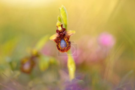 Ophrys speculum, Spiegelorchidee, Sizilien, Italien. Blühende europäische terrestrische wilde Orchidee, natürlicher Lebensraum. Schönes Detail der Blüte, Frühlingssonnenuntergang aus Europa. Wilde Blume auf der grünen Wiese.