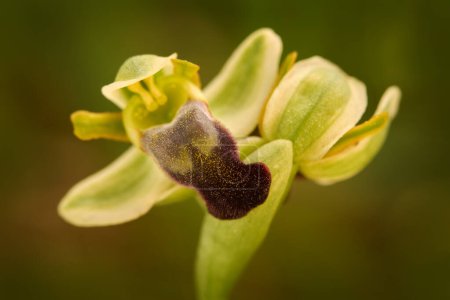 Ophrys obaesa oder Ophrys fusca pallidaOrchidee, Sizilien, Italien. Blühende europäische terrestrische wilde Orchidee, natürlicher Lebensraum. Schönes Detail der Blüte, Frühlingssonnenuntergang aus Europa. Wilde blumengrüne Wiese