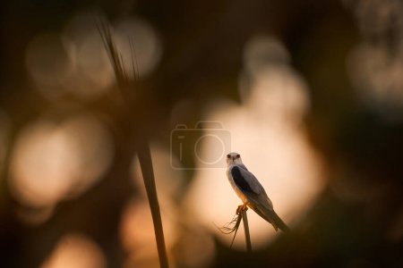 Cerf-volant à ailes noires, Elanus caeruleus, oiseau de proie assis sur l'herbe dans la végétation du coucher du soleil. Scène animalière de nature africaine. Cerf-volant à oeil rouge dans l'habitat, Kuala Lumpur, Malaisie. Journée d'été dans la nature.