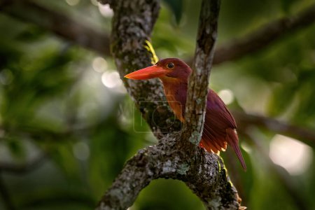 Ruddy martín pescador, Halcyon coromanda, pequeño pájaro rojo anaranjado colorido en el hábitat del bosque natural. Pescador real en la vegetación verde. Kingfisher bird Kinabatangan river, Borneo en Malasia en Asia