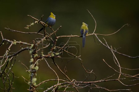 Vogel aus Costa Rica. Langschwanzseidenschnäpper, Ptiliogonys caudatus, schöner Vogel, der auf der rotvioletten Blüte sitzt. Blühen im Baum mit Seidenschnäpper. Vogel im Natur-Tropenwald.