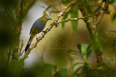 Un oiseau du Costa Rica. Moucherolle à longue queue, Ptiliogonys caudatus, bel oiseau assis sur la fleur rouge violette. Bloom dans l'arbre avec attrape-mouches soyeux. Oiseau dans la forêt tropicale naturelle.