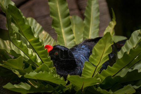 Curassow à bec rasé, Mitu tuberosum. Oiseau noir bleu foncé caché dans les feuilles de fleurs vertes. Crête rouge sur la tête. Curassow dans la forêt tropicale en Bolivie. Observation des oiseaux en Amérique du Sud.