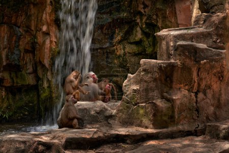 Hamadryas baboon, Papio hamadryas, monkey group family near the waterfall in the rock stone habitat in Ethiopia in Africa. Animal behaviour in nature. Wildlife Ethiopia. River with rock and baboons.