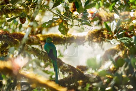 Morning light in the tropic forest. Resplendent Quetzal, Pharomachrus mocinno, from Guatemala with blurred green forest in background. Magnificent sacred green and red bird. Detail portrait of bird.