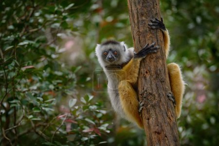 Diademed sifaka, Propithecus diadema, mono en bosque de hierba verde en Andasibe Mantadia NP, Madagascar. Lemur en el hábitat natural. Sifaka en el árbol, día soleado. Vida silvestre Madagascar, lémur en el árbol.