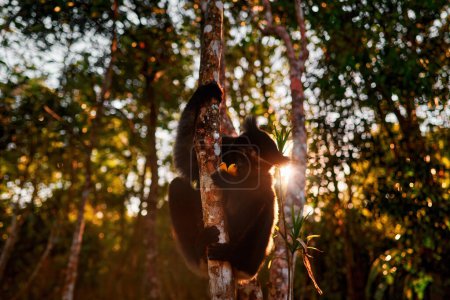 Faune Madagascar, portrait de singe indri, Madagascar endémique. Lémurien dans la végétation naturelle. Sifaka sur l'arbre, soirée ensoleillée. Singe aux yeux jaunes. Habitat forestier naturel.