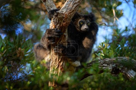 Lémurien sauvage dans l'habitat. Indri indri, singe avec un petit bébé dans la forêt de Kirindy, Madagascar. Lémurien dans l'habitat naturel. Sifaka sur l'arbre, journée ensoleillée. Le plus grand lémurien vivant. Faune Madagascar.