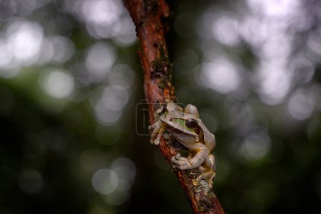 Faune Costa Rica, grenouille dans l'habitat naturel. Grenouille arborescente masquée, Smilisca phaeota, grenouille verte tropicale exotique du Costa Rica, portrait en gros plan. Animal assis sur les feuilles. Faune du Costa Rica.