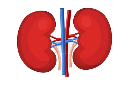 Illustration for Human kidneys anatomy. Human internal organ. Concept of urinary system endocrine system. World kidney day. Anatomy, medicine and health care concept. Flat vector illustration isolated on white background. - Royalty Free Image