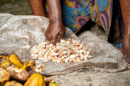 Foto de Imagen de cerca de los granos de cacao cosechados - concepto agrícola - Imagen libre de derechos