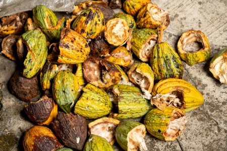 Photo for Close up image of harvested farm produce- image of cuts out cocoa - Royalty Free Image