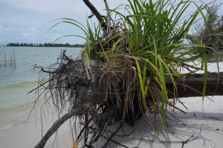 Téléchargez les photos : En raison de l'aberration côtière-2. Les plantes le long de la côte sont tombées et sont mortes. De même, les récifs coralliens échoués et également morts. - en image libre de droit