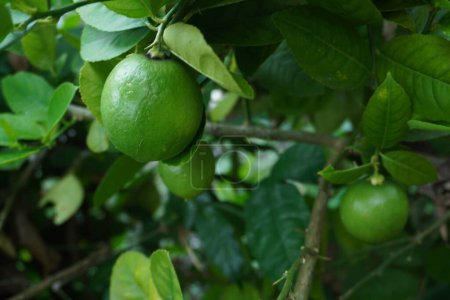 Téléchargez les photos : Lemon Dorshapo. Dorshapo Lemon plant bearing fruit in the yard. The fruit is a source of vitamins and minerals for the body. - en image libre de droit