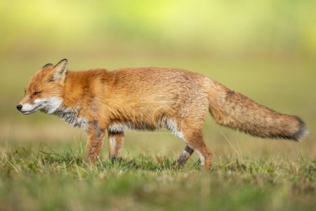 Photo for RedFox Vulpes vulpes in autumn scenery, Poland Europe, animal walking among autumn meadow in amazing warm light - Royalty Free Image