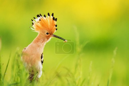 Photo for Hoopoe Upupa epops amazing colourfully bird with long beek with beautiful background - Royalty Free Image