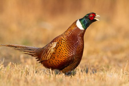 Photo for Male Common pheasant Phasianus colchius Ring-necked pheasant in natural habitat, green background, grassland in autumn - Royalty Free Image