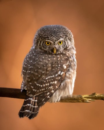 Photo for Pygmy owl Glaucidium passerinum little owl natural dark forest north parts of Poland Europe - Royalty Free Image