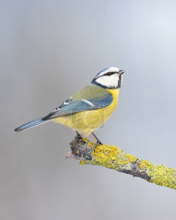 Photo for Bird - Blue Tit Cyanistes caeruleus perched on tree - Royalty Free Image